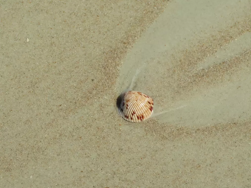 Shell at the shore.