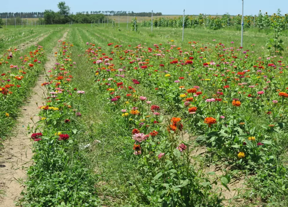 Dahlias and land that stretches on for miles. 