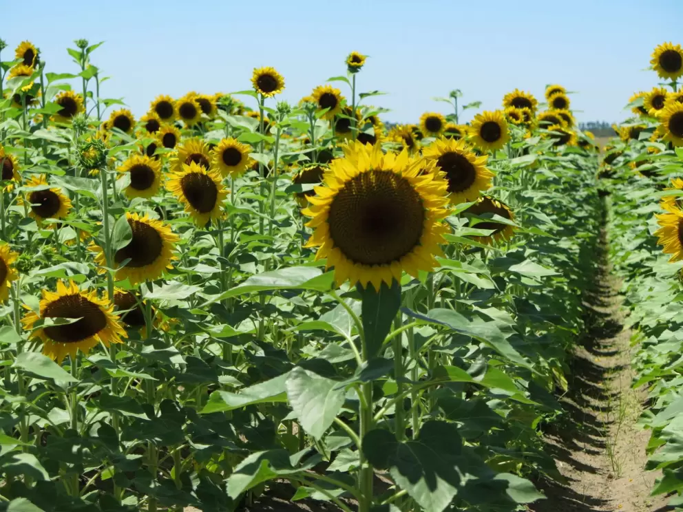 Sunflowers in May!