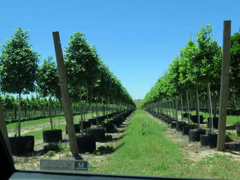Neat rows of potted trees.