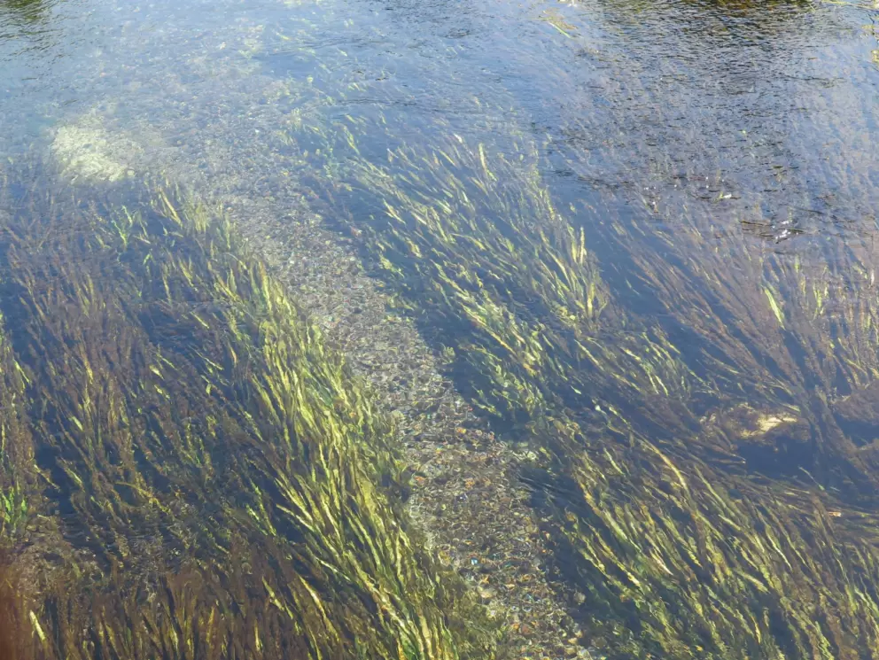 Grasses in the current.