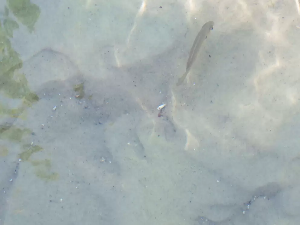 A fish and a shell, in the clear water.