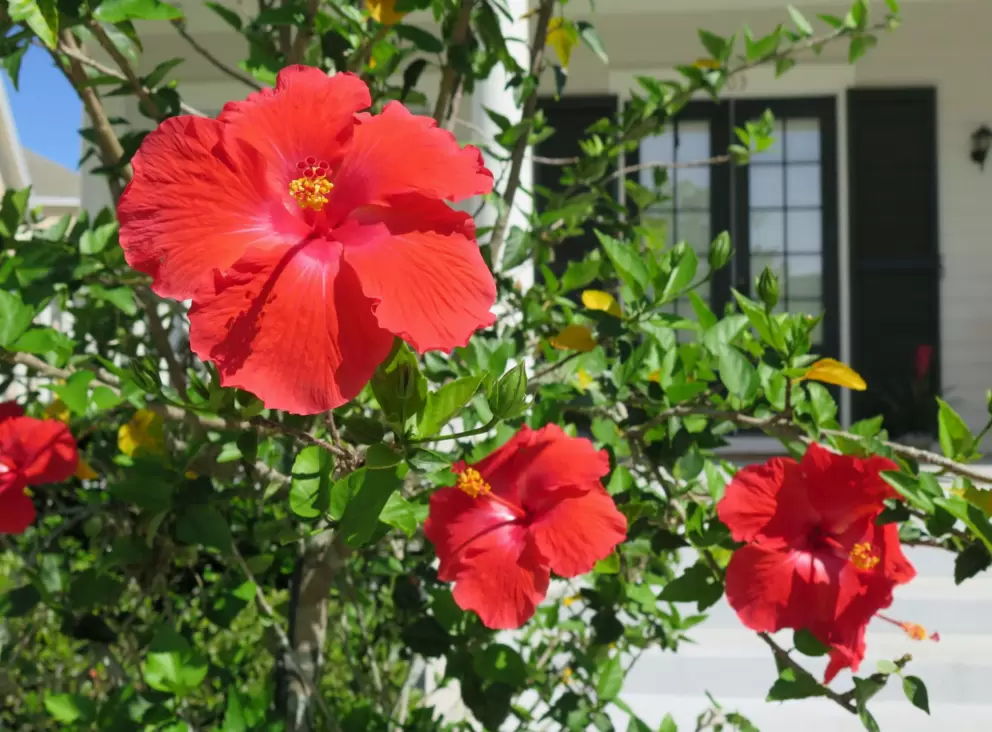 Red hibiscus, open to the sun.