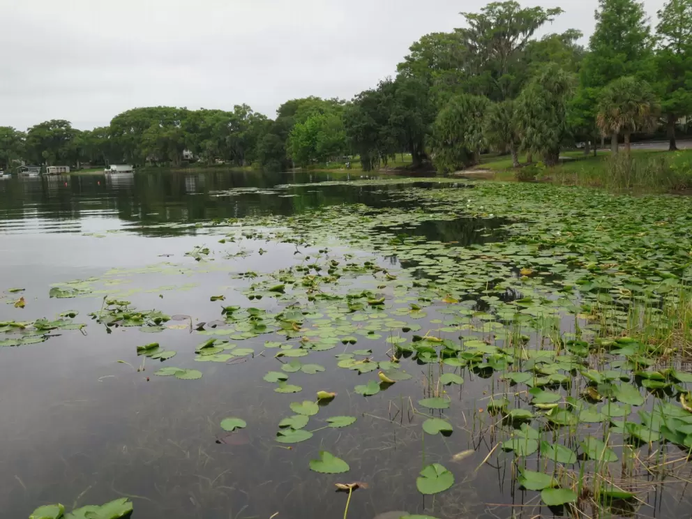 Lily pads on the lake.