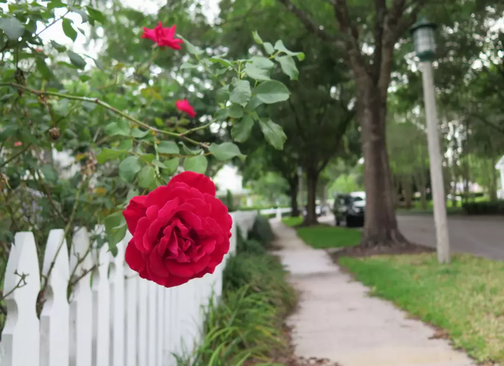 Rose on a side street off Westpark Dr.