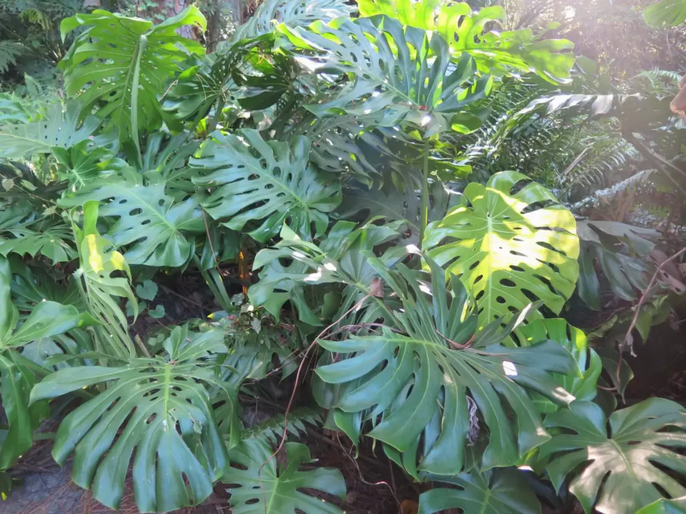 Tropical plants on the trail at Saratoga Springs Resort, after you cross the bridge. 