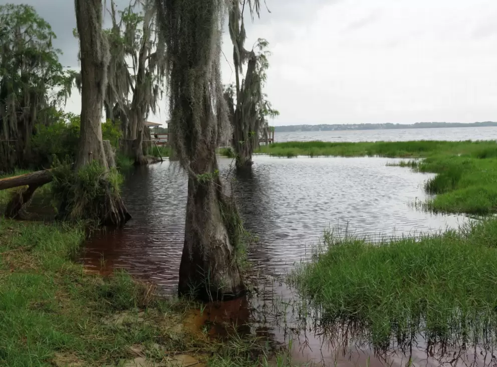 Marshy shore.