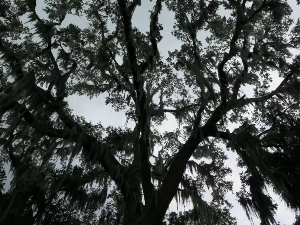 Looking up at the trees.