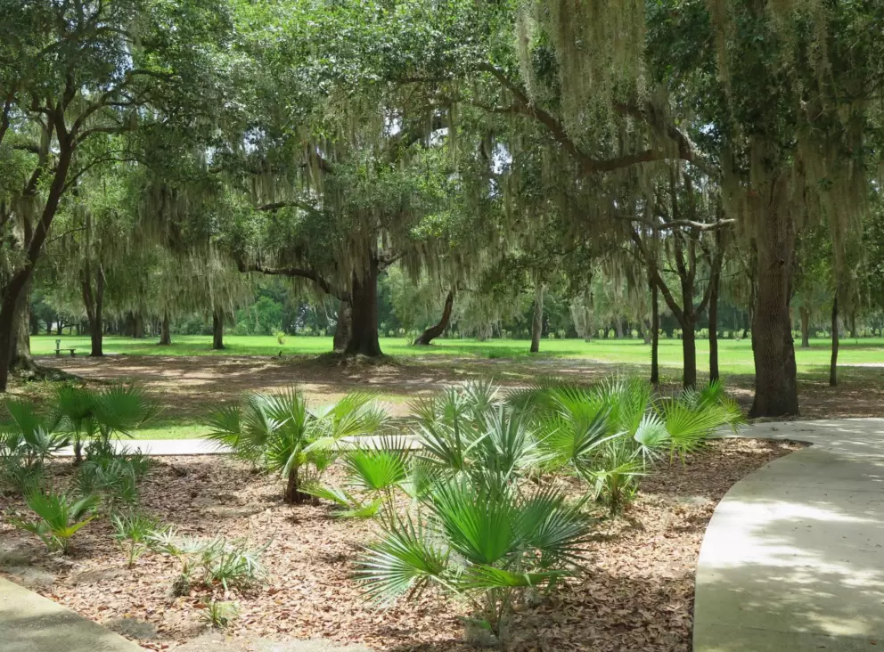 Light catching on the palmetto plants.