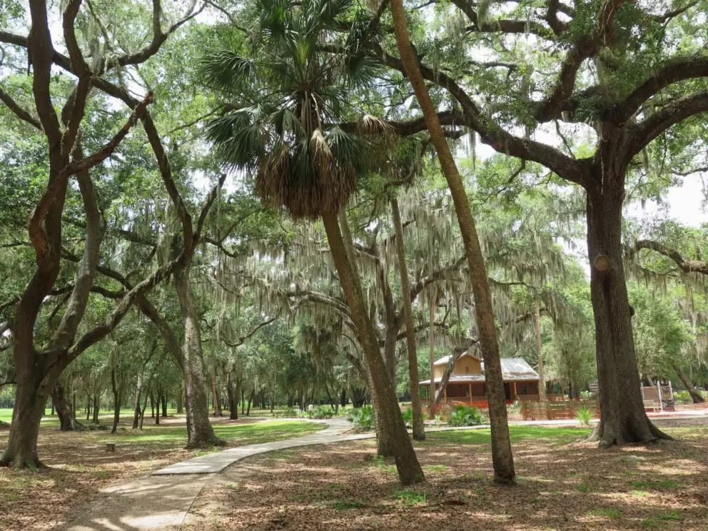 Palm trees and oaks.
