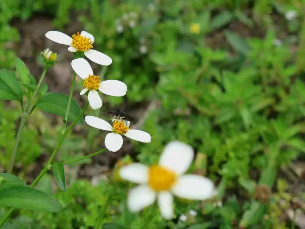 An insect on a wildflower.