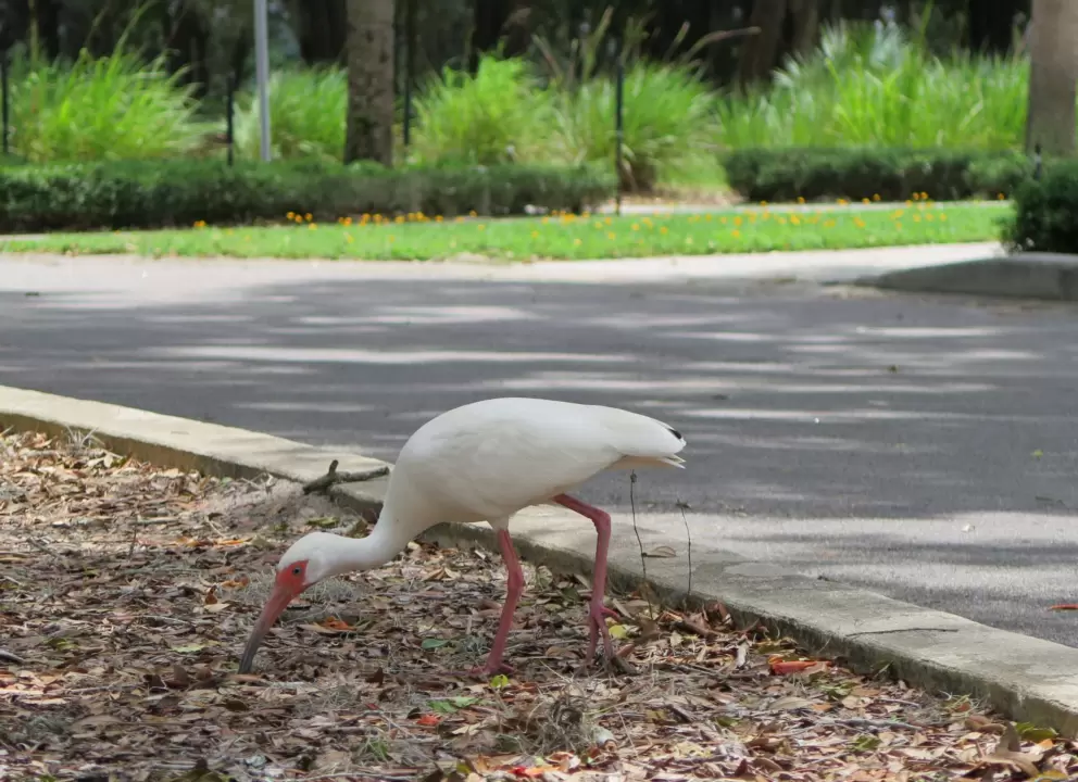 A bird near the parking lot.