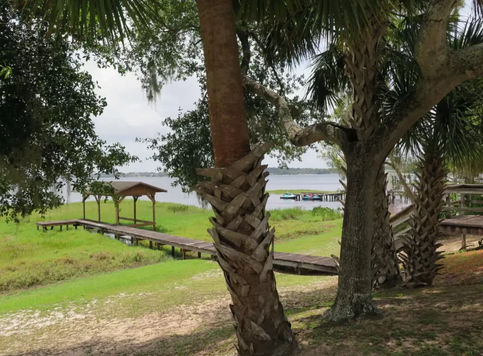 Cabbage palms and dock.