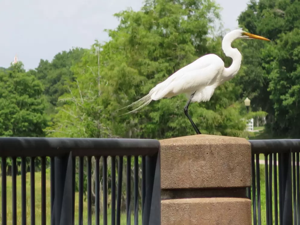 Snowy egret on a post.