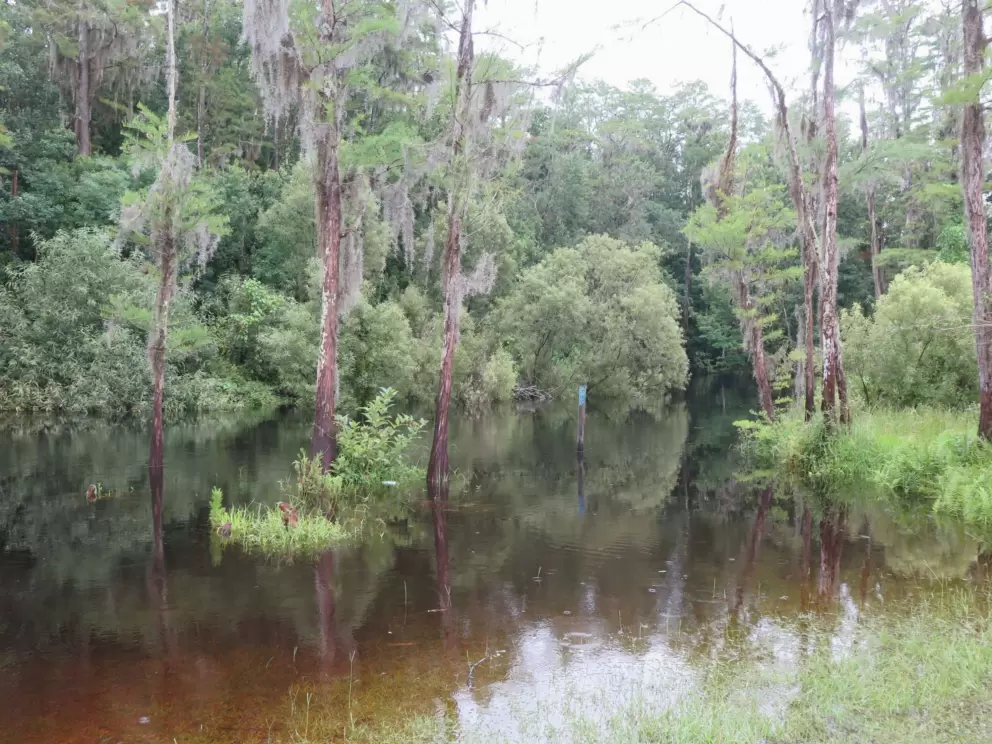 Little circles where rain hits the river.