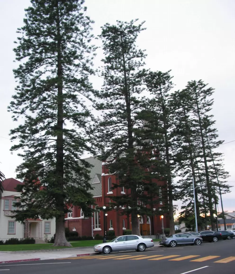The wonderful Australian pines outside Santa Clara Church.