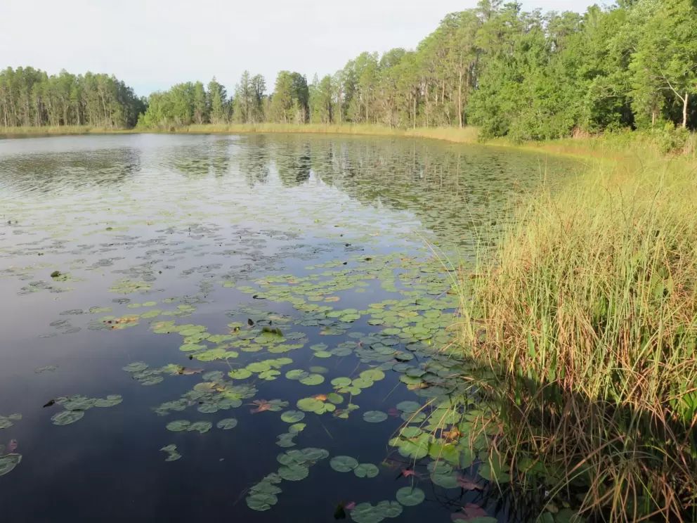 Water lilies at Hammond Lake.