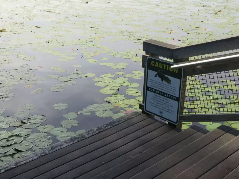 Watch out for alligators!