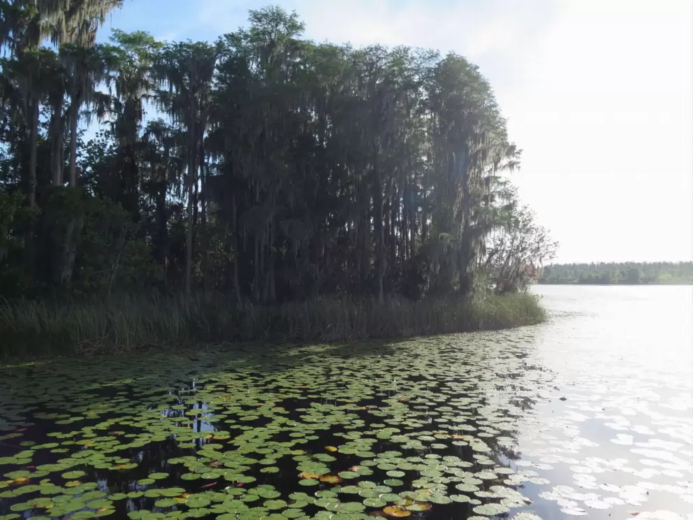 Water lilies!