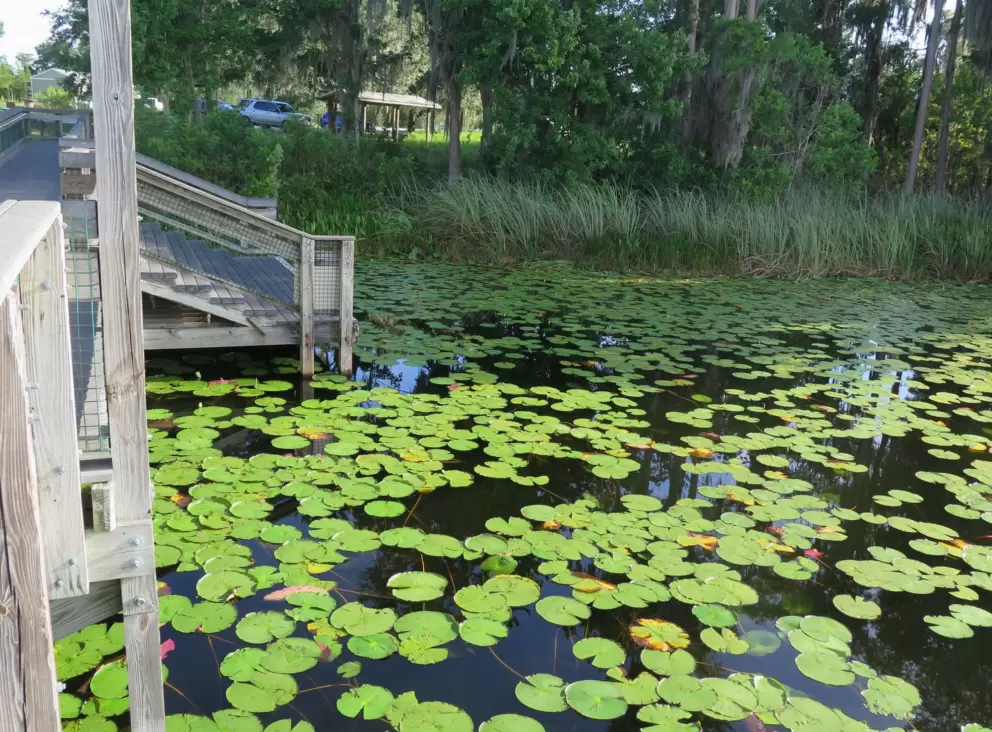 Water lilies at the dock.