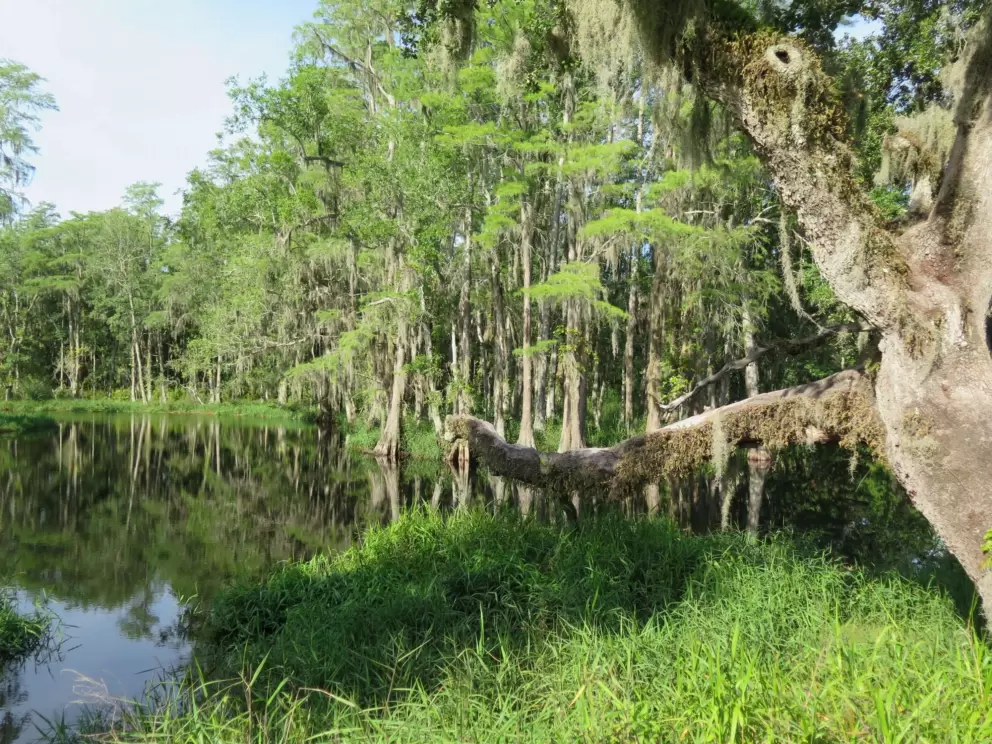 Tree branch reaching over the Crooked River.