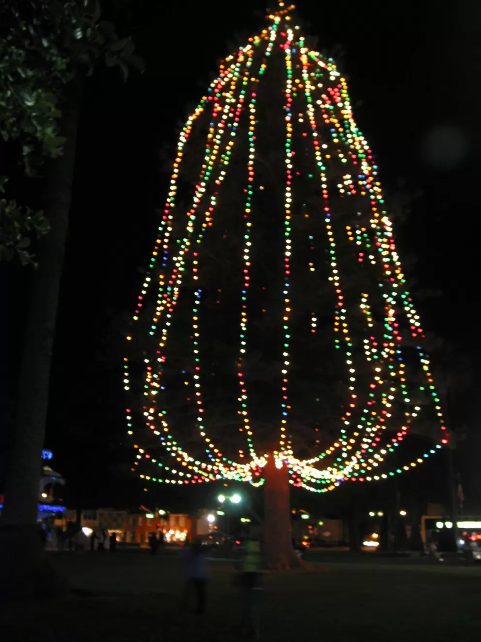 The huge tree lit up in Plaza Park each December. 