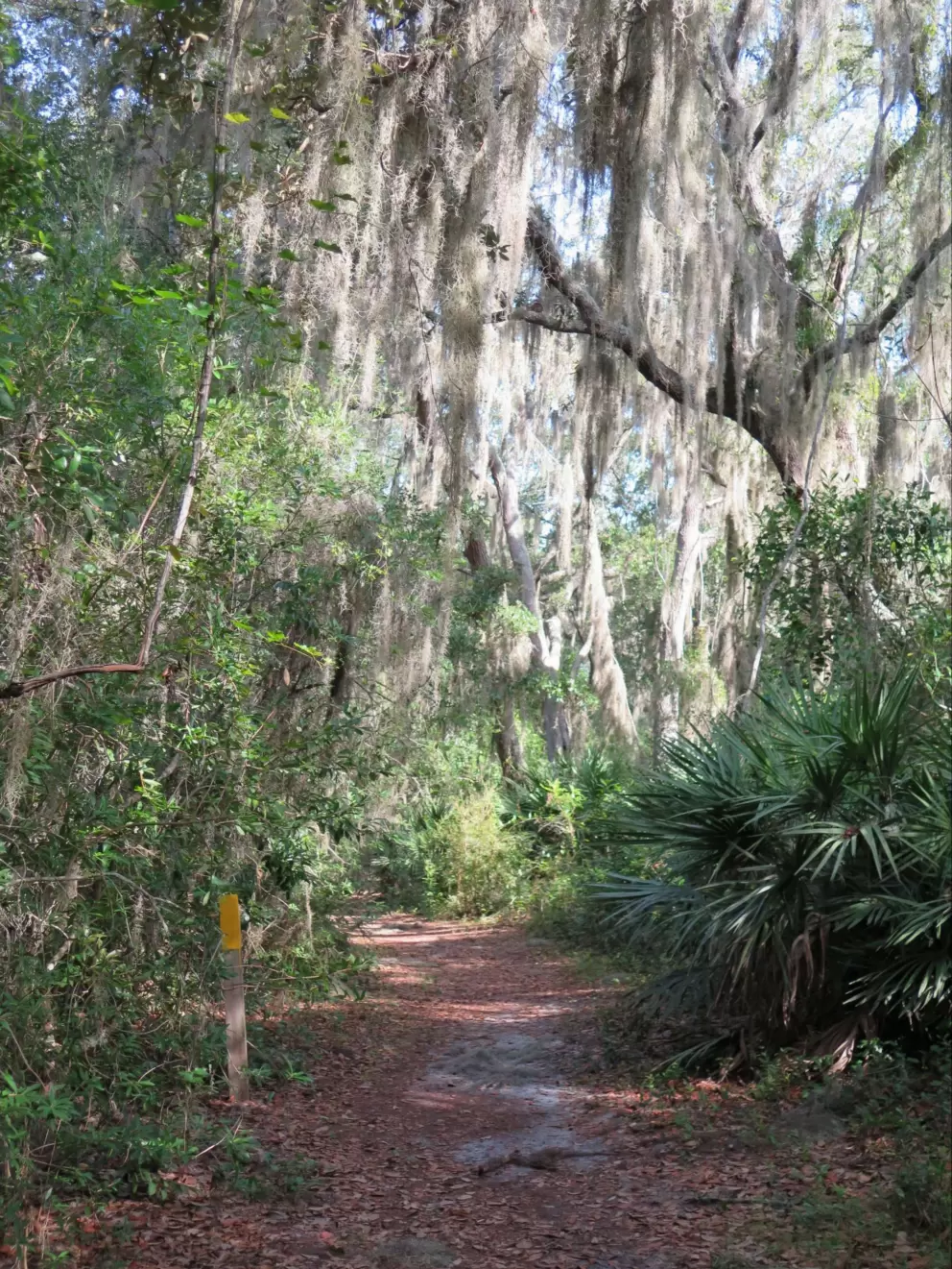Spanish moss blowing over the path.