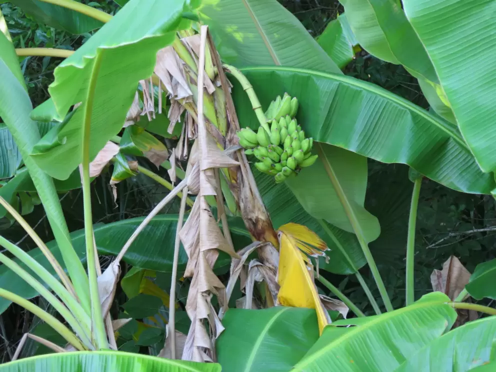 Banana trees along the street. 
