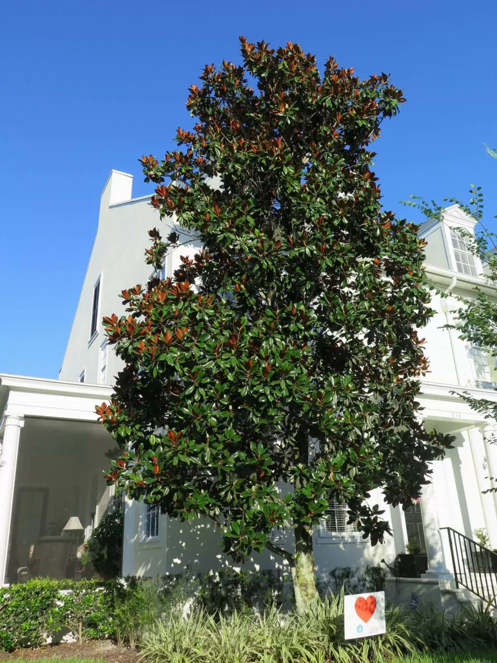 Magnolia tree.