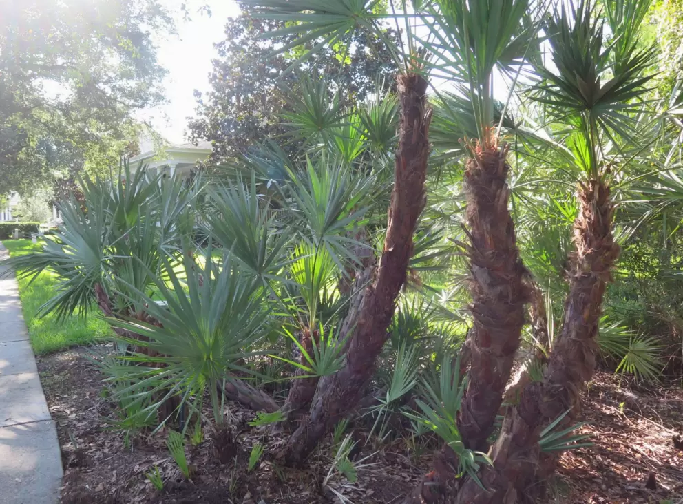 Pretty vegetation along Celebration Ave.