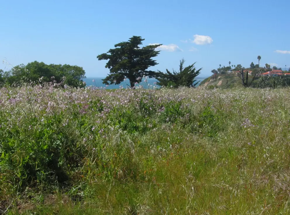 Spring flowers in the wide open spaces at Douglas Preserve.