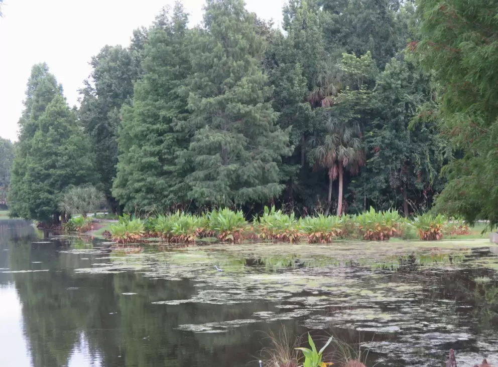 An abundance of trees on the three lakes.