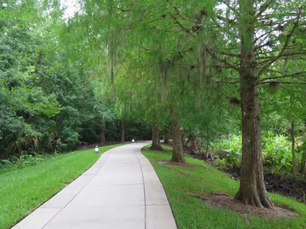 Early morning walk on the path.