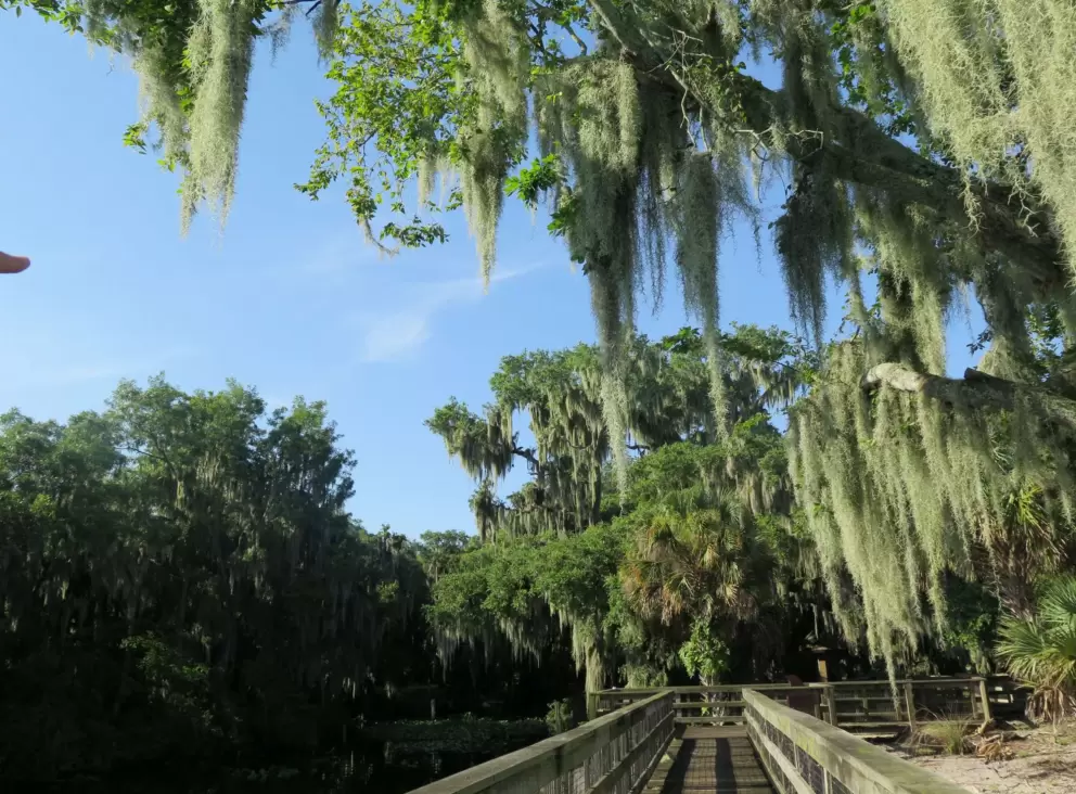 Walking back along the pier under the Spanish moss.