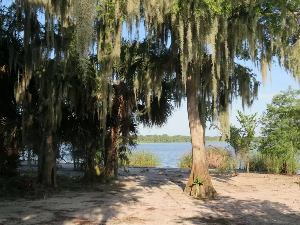 Spanish moss and blue lake.