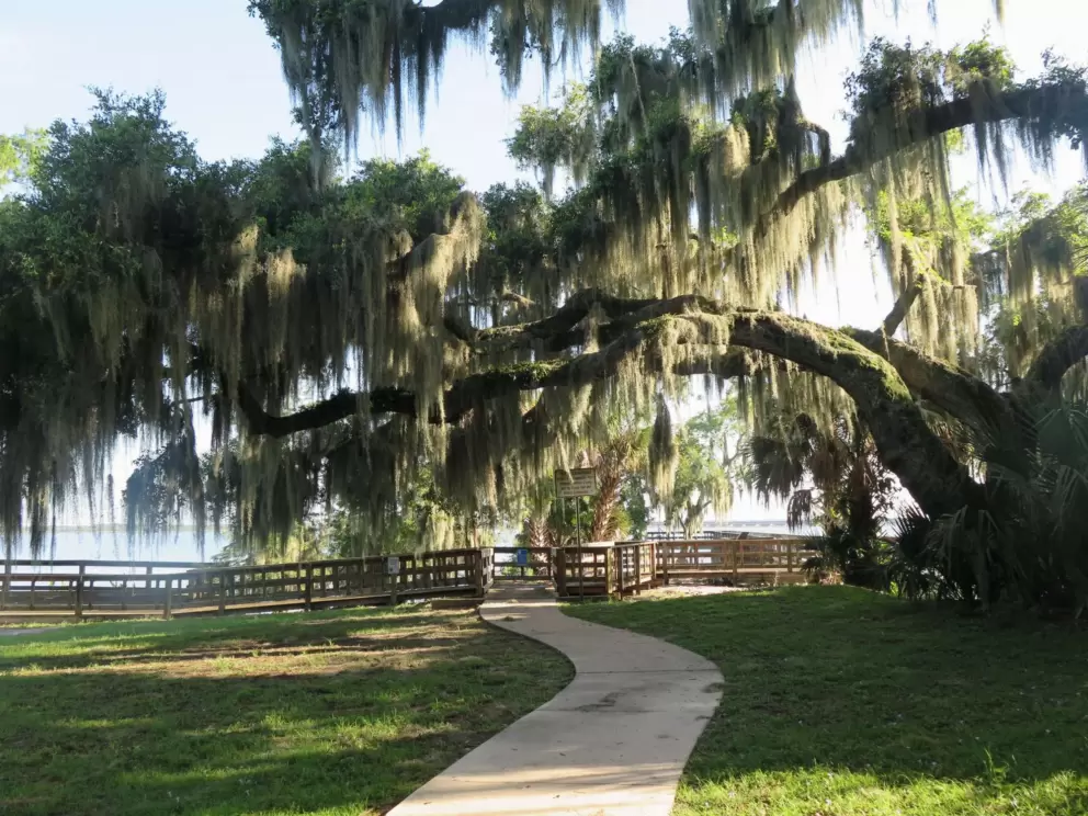 The path, under a sprawling oak tree.