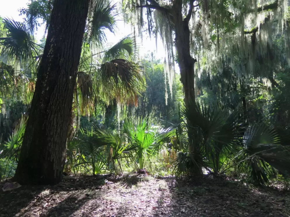 Light catching the Spanish moss and palmetto fronds.
