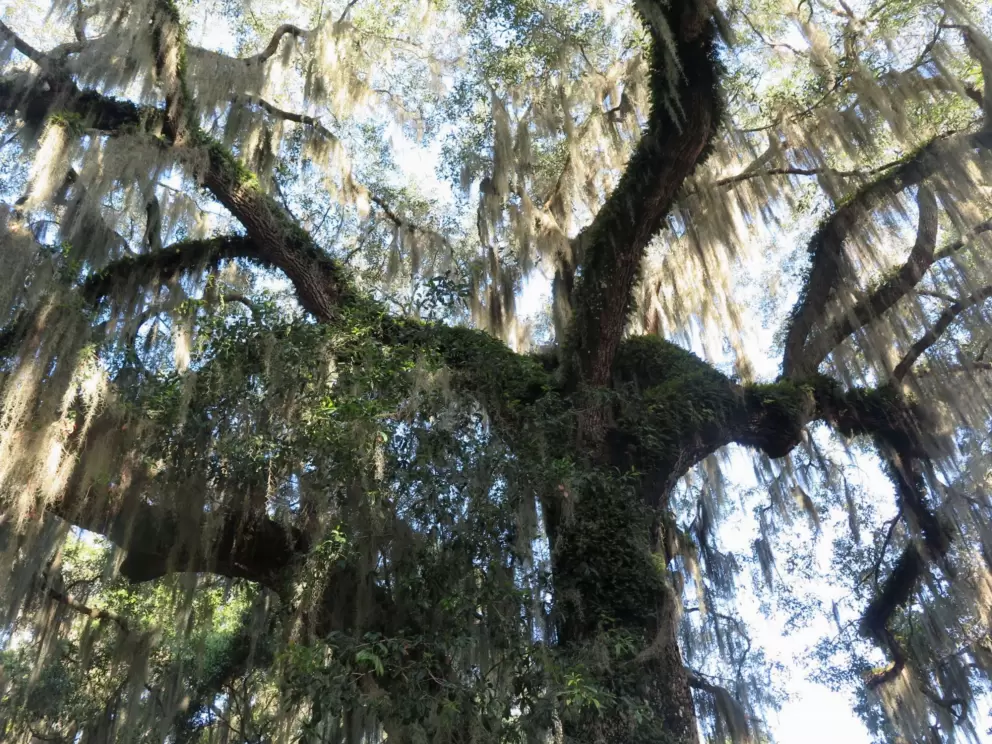 Giant oak tree with Spanish moss.