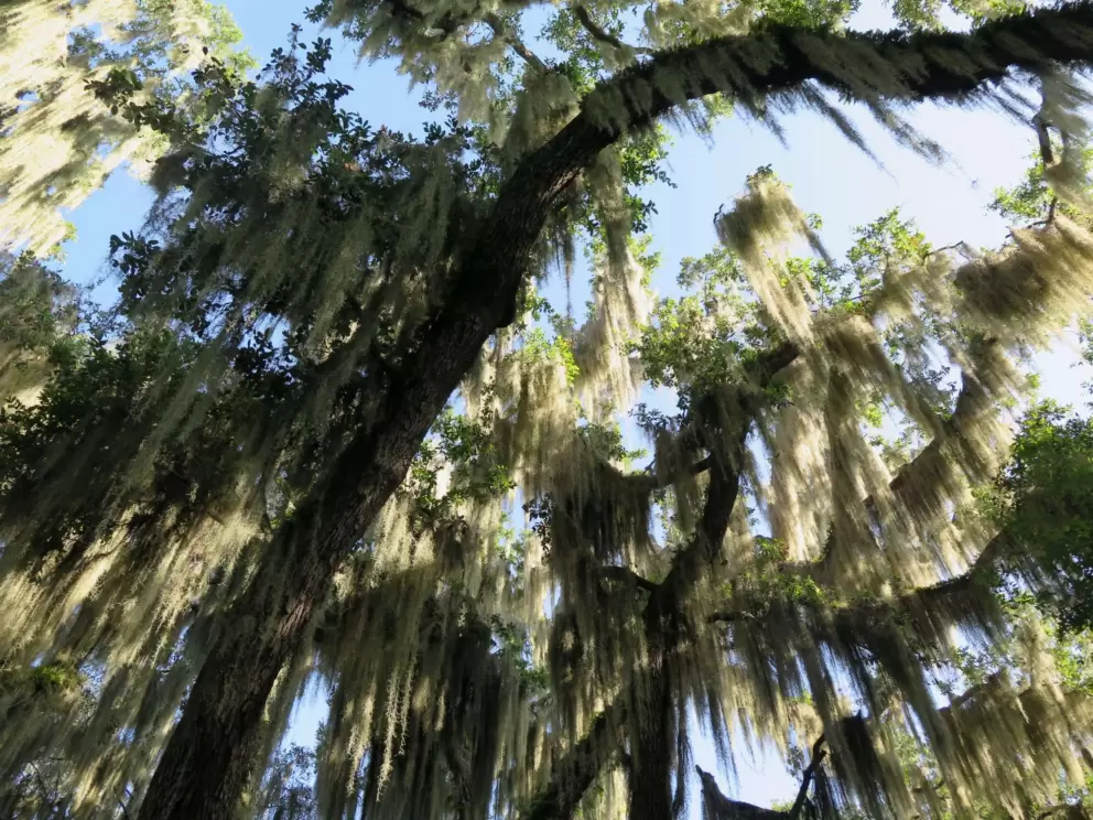 Looking up at Spanish moss and blue sky.