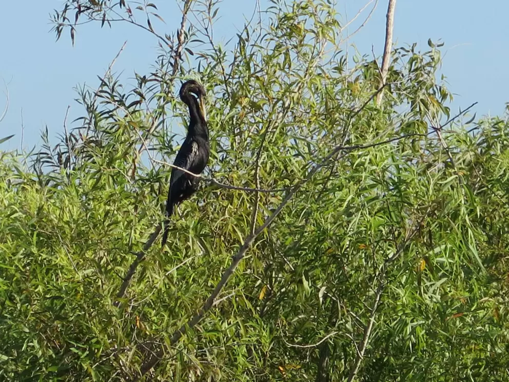 Bird in a tree.