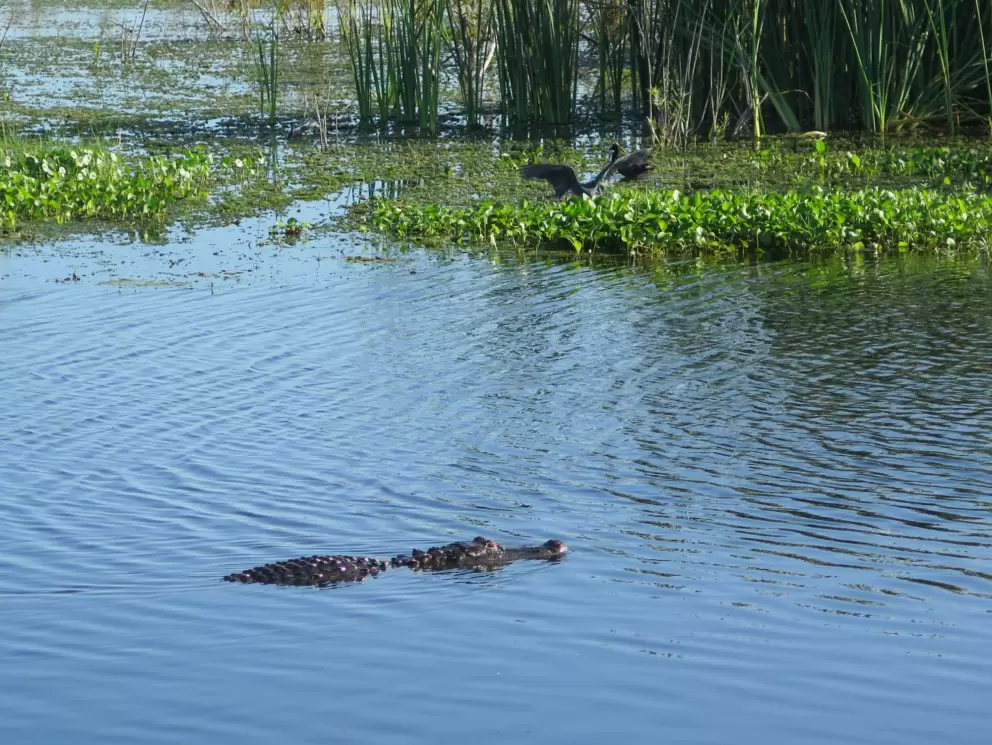 Alligator near a bird.