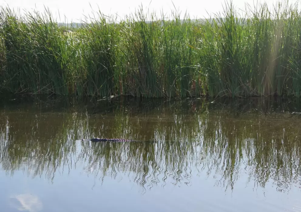 Alligator cruising along.