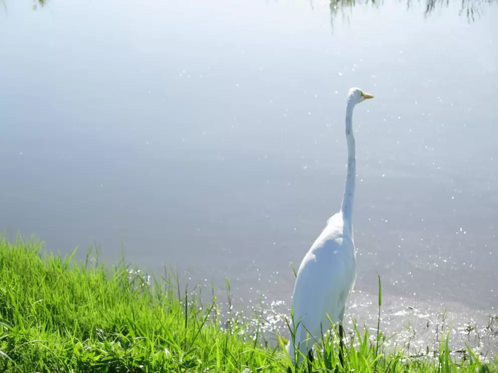 Snowy egret. I love these guys.