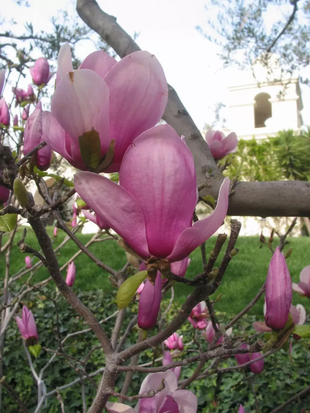 Flowering trees abound and the gardens change with each season.