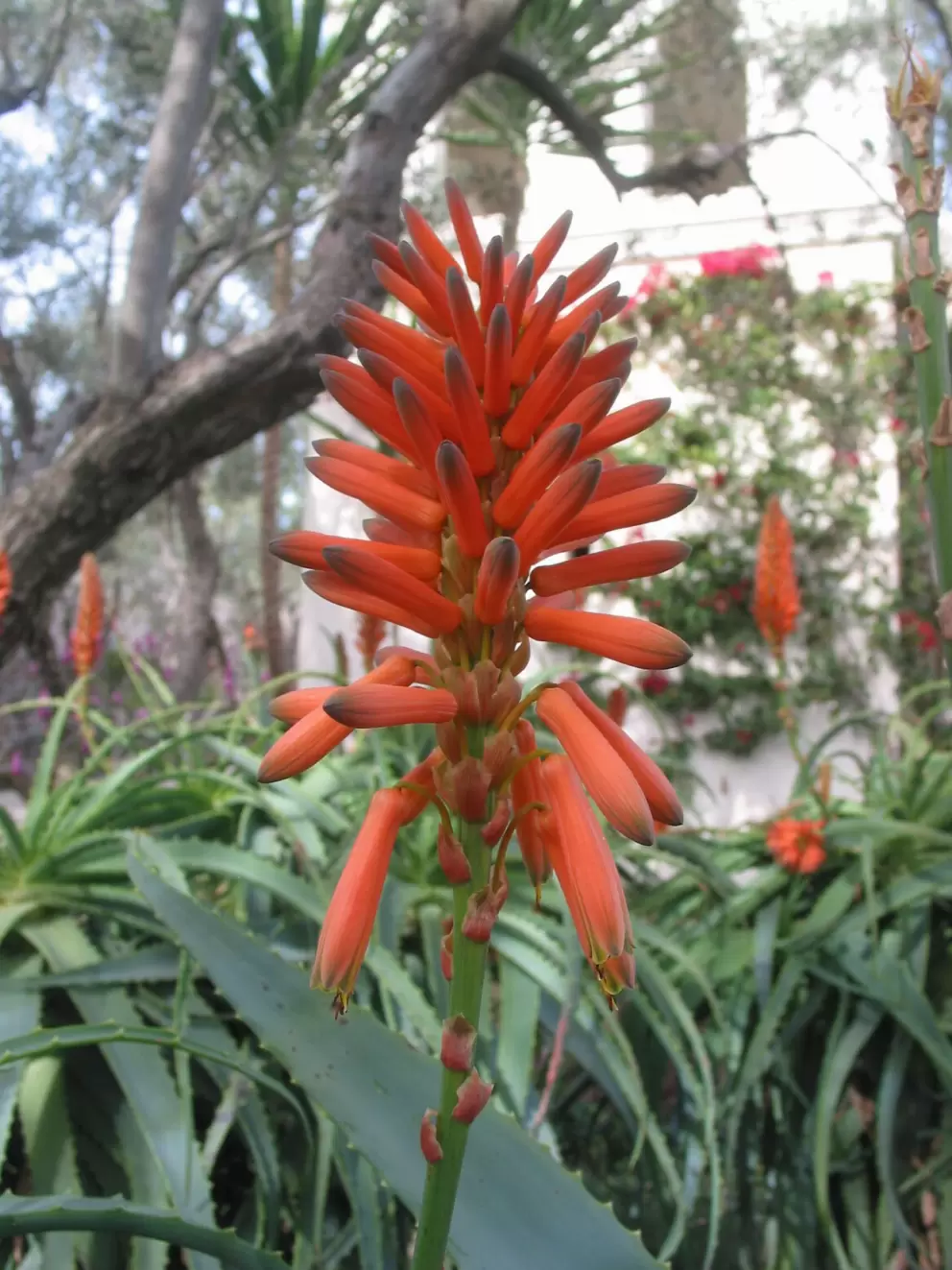 What beautiful flowers!