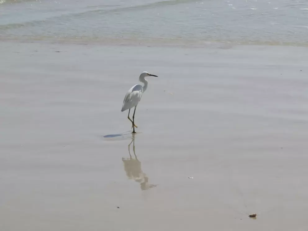 Bird and shadow.