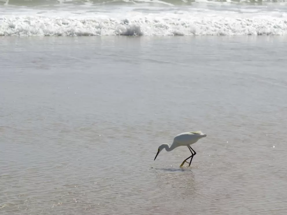 Bird reaching down for a catch.