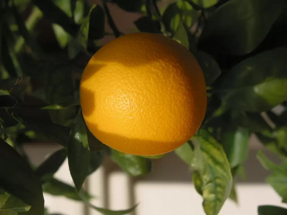 Happy orange inside the walled garden of the California mission courtyard. 