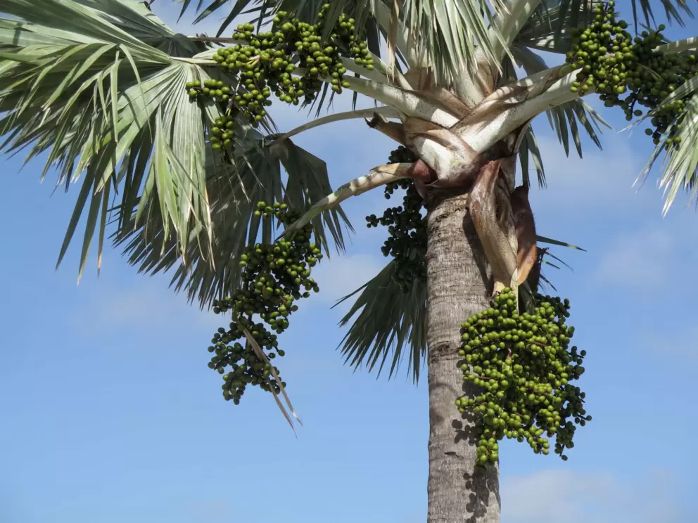 Wonderful silvery palm tree with berries.