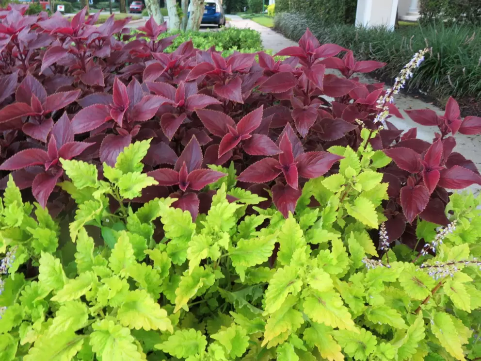 I love these bright plants!